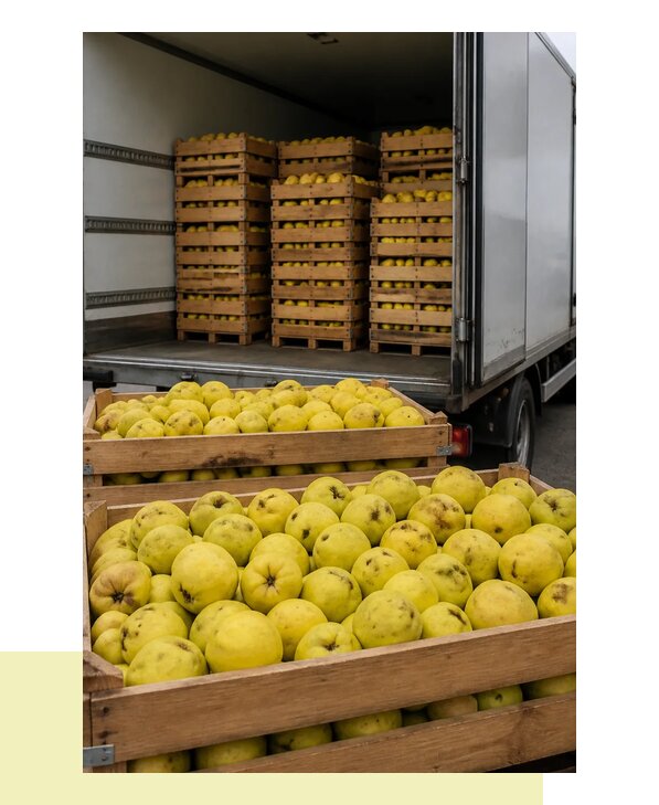 Перевозка айвы в Гая с соблюдением температурного режима
